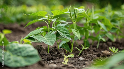 Planting beans manually in the garden in spring