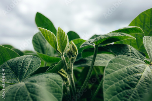 Soybean plants in a field close-up in bright sunlight. Agricultural field with soy. Green background, selective focus. Front view