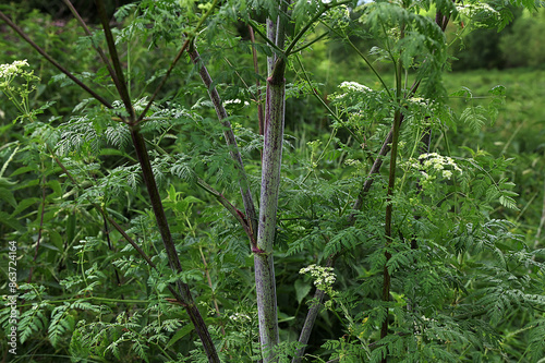 Conium maculatum, the hemlock or poison hemlock