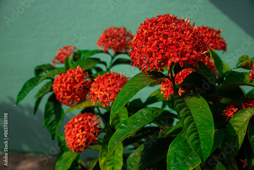 red dahlia flower,Red flame of the woods flowers