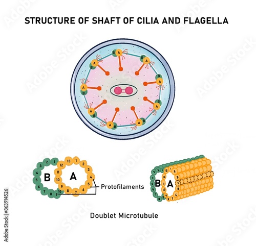 Illustration of structure of cilia and flagella