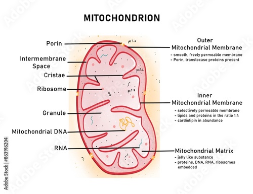 Structure of mitochondria