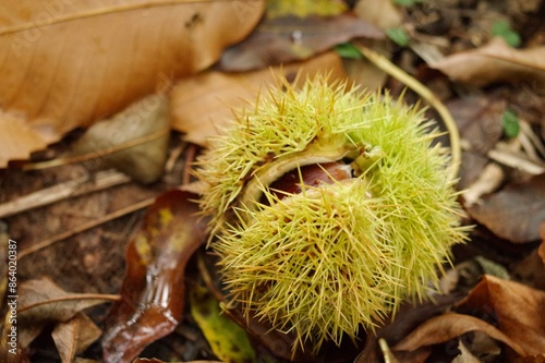 Castanea sativa, or sweet chestnut (aka Spanish chestnut), still in its prickly skin, on a bed of fallen dead autumn leaves at Nooroo Gardens in the Blue Mountains - Mount Wilson, Sydney, Australia