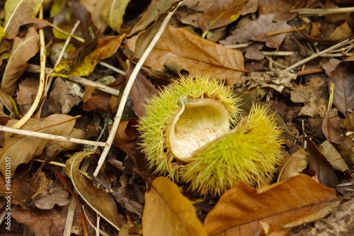 The empty, prickly outer skin of a castanea sativa, or sweet chestnut (aka Spanish chestnut) on a bed of fallen dead autumn leaves at Nooroo Gardens in the Blue Mountains - Mount Wilson, Sydney