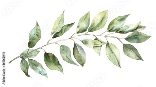 Isolated on white background, hand drawn watercolor illustration botanical leaves. Osier ash oak acacia blackwood willow lancet eucalyptus laurel branch.