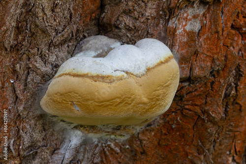 Fomes fomentarius mushroom on the trunk of an old poplar on a summer day