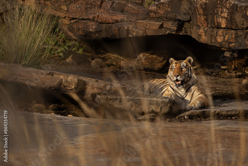 Potrait of massive male tiger near a cave at vulture point gorge at Panna Tiger Reserve, Madhya pradesh, India