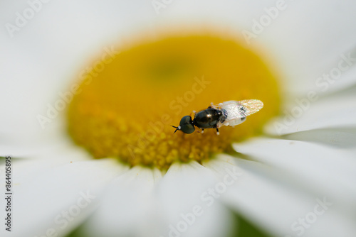 Mała czarna muszka siedzi na białym, żółtym kwiatku rumianku. Makro, close-up, bokeh.