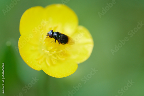 Mała czarna muszka siedzi na żółtym kwiatku na łące. Makro, close-up, bokeh.