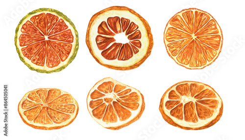 Dried citrus slice. Orange and lime slice set. Traditional attribute for Christmas baking and hot warming drinks. Watercolor illustration isolated on white. Mulled wine or alcohol free drink.