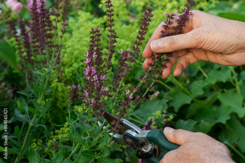 Closeup woman's hands cutting down faded Salvia blooms in a summer perennial garden