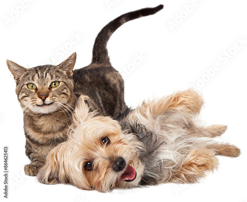 A cute and playful mixed breed terrier dog and a tabby cat laying together with happy expressions. Extracted on transparent background.