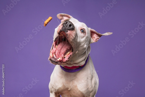 studio shot of a cute dog on an isolated background