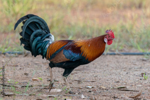 Nature wildlife image of Red Junglefowl