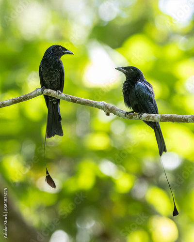 A Greater Racket-tailed Drongo's Majestic Display in the Wild