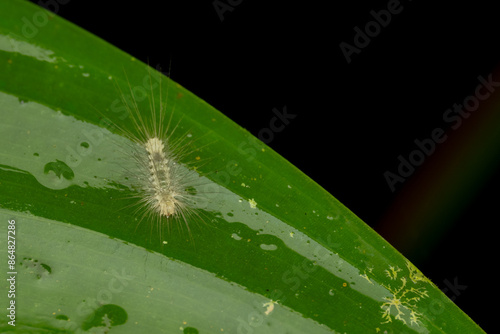 Beautiful hairy caterpillar of Sabah, Borneo