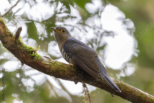 nature wildlife of sunda cuckoo bird serenading nature with its melodic call, creating a harmonious moment in the heart of the wilderness