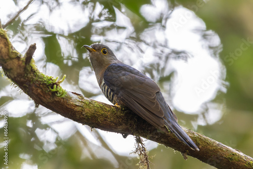 nature wildlife of sunda cuckoo bird serenading nature with its melodic call, creating a harmonious moment in the heart of the wilderness