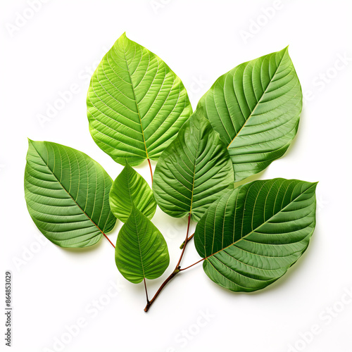 a group of green leaves