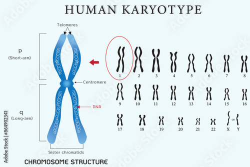 Human karyotype and chromosome structure