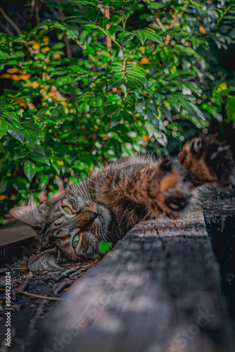 maincoon ginger Gattigrams Ginger TabbyCat MaineCoon ShortHair LongHair Orange Black White Gigi Bea Cats Gatti Carini Pelosi Coccolosi Felini Mici Kittycat Playful Curious Cuddly Sleeping Funny Exo