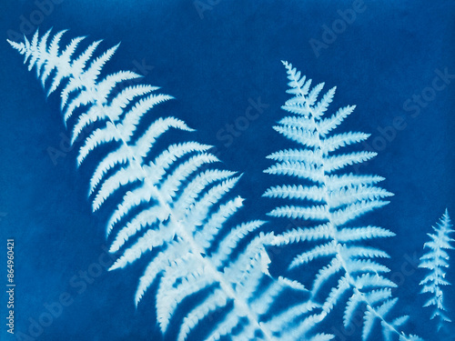 Fern leaves in blue print background. Cyanotype illustration