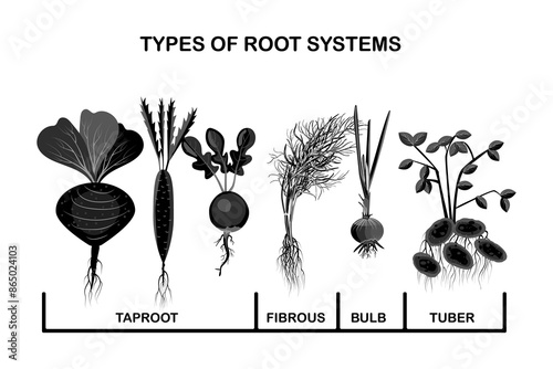 Types root systems of plants.Taproot, fibrous, bulb and tuber root example comparison.Four different types of root vegetables.Plants showing root structure below ground level.Stock vector illustration