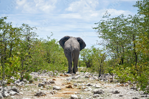 African elephant at the Etosha National Park in Namibia