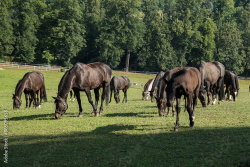 konie ze stadniny podczas wypasu na pastwisku