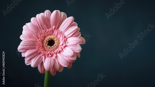Close-up of a light pink gerbera flower with a dark natural background. Leave space for text