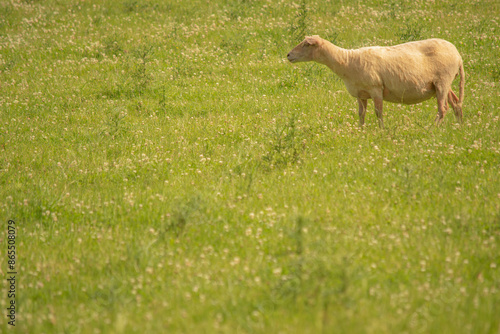 Mouton tondu