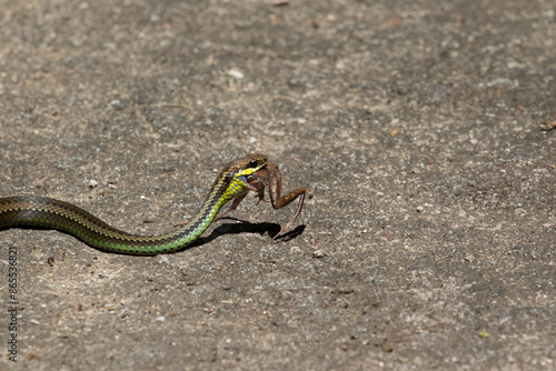 snake eating frog