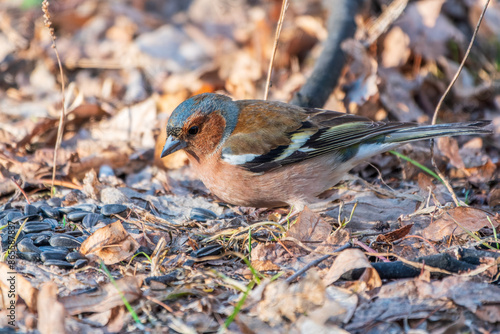 Common chaffinch, Fringilla coelebs, sits on the ground in spring. Common chaffinch in wildlife.