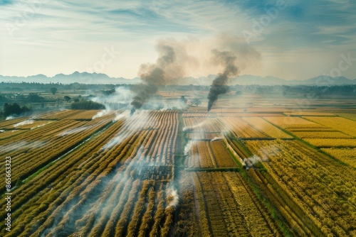 Aerial view of smoke over burning yellow rice field