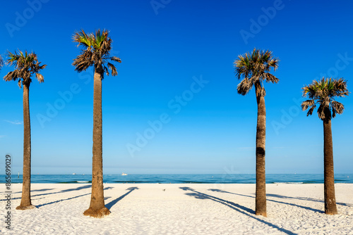 Palm trees in beautiful Clearwater beach early morning in Clearwater, Florida, USA