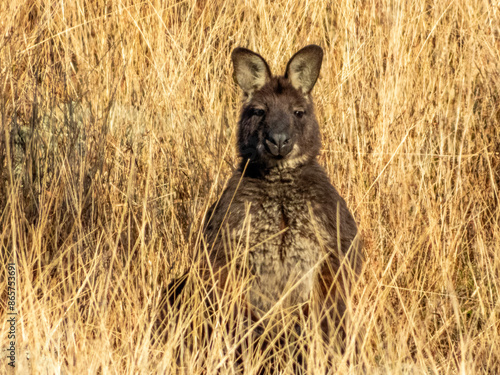 Swamp Wallaby in New South Wales Australia