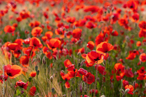 Close up shot of tender red poppy flower. Opium Poppy or Papaver somniferum. Poppy field in full bloom against sunlight. Remembrance Day, Memorial Day, Anzac Day.