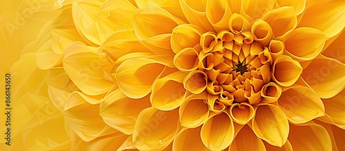 Detailed shot of a circular yellow flower with copy space image.