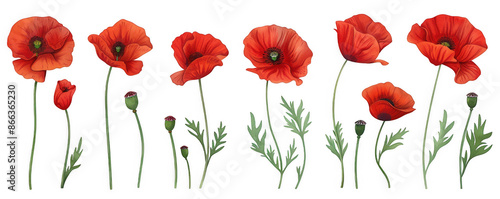 Collection of Red Poppy Flowers