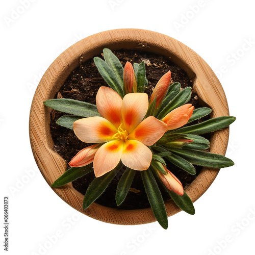 Blooming Flower in a Wooden Pot. Top View of a Vibrant Succulent Plant