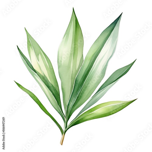 A watercolor depiction of a sharp, sword-shaped yucca leaf.