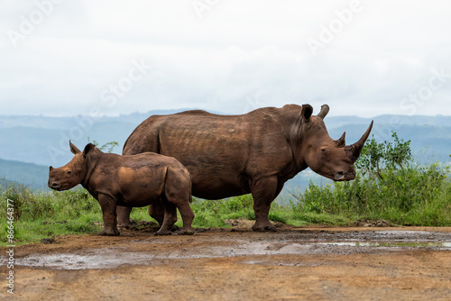 White rhinoceros (Ceratotherium simum) mother and calf walking around and feeding in Hluhluwe Game Reserve in South Africa