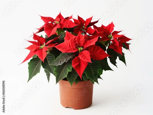 poinsettia in a pot