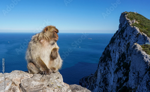 A monkey on the Rock of Gibraltar, United Kingdom. Portrait of a wild macaque. Macaques are one of the most famous attractions of the British overseas territory. monkey on the loose.