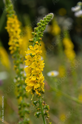 Summer in the wild among wild grasses is blooming agrimonia eupatoria