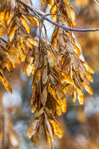 Yellow maple seeds against the blue sky. Macro. Maple branches with golden seeds on a clear sunny day. Close-up. Early spring concept. Bright beautiful nature background