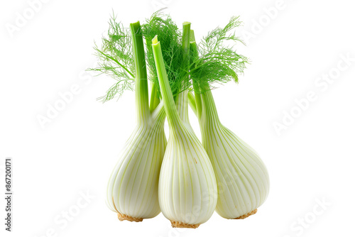 Fresh green fennel bulbs with fronds isolated on a white background.