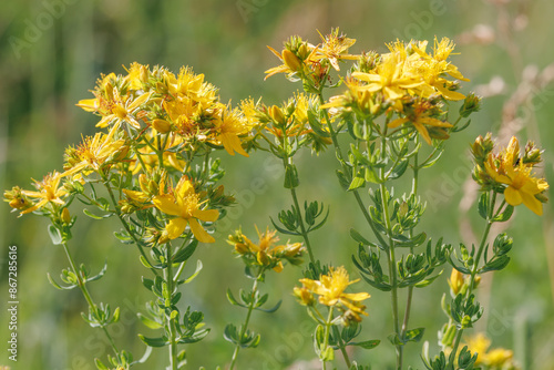 Hypericum perforatum, known as St John's wort, common or perforate St John's-wort