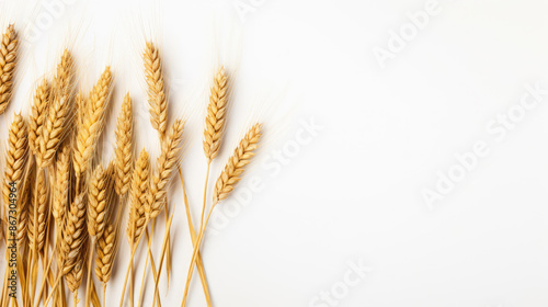 Background with wheat grains. Wheat ears and wheat grain on a white background with a place for text. dried ears of wheat on white background, top view. harvest concept, Banner design, generative ai