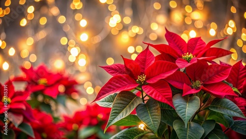 Vibrant red poinsettia flowers bloom majestically against a soft, blurred backdrop of twinkling lights, providing ample space for festive textual overlays.